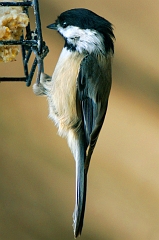 Chickadee 1